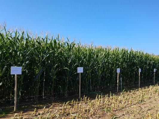 Mais Biogas Versuchsfeld